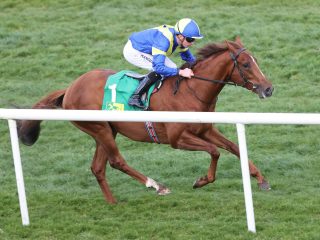 Hardy Warrior lived up to his name here at Naas last Sunday when winning the @trmnutrition Best-Turned-Out-Series Back for 2026 Race 💪

The Pinatubo colt holds entries in the 2000 Irish Guineas & Irish Derby👀

#NurseryOfChampions